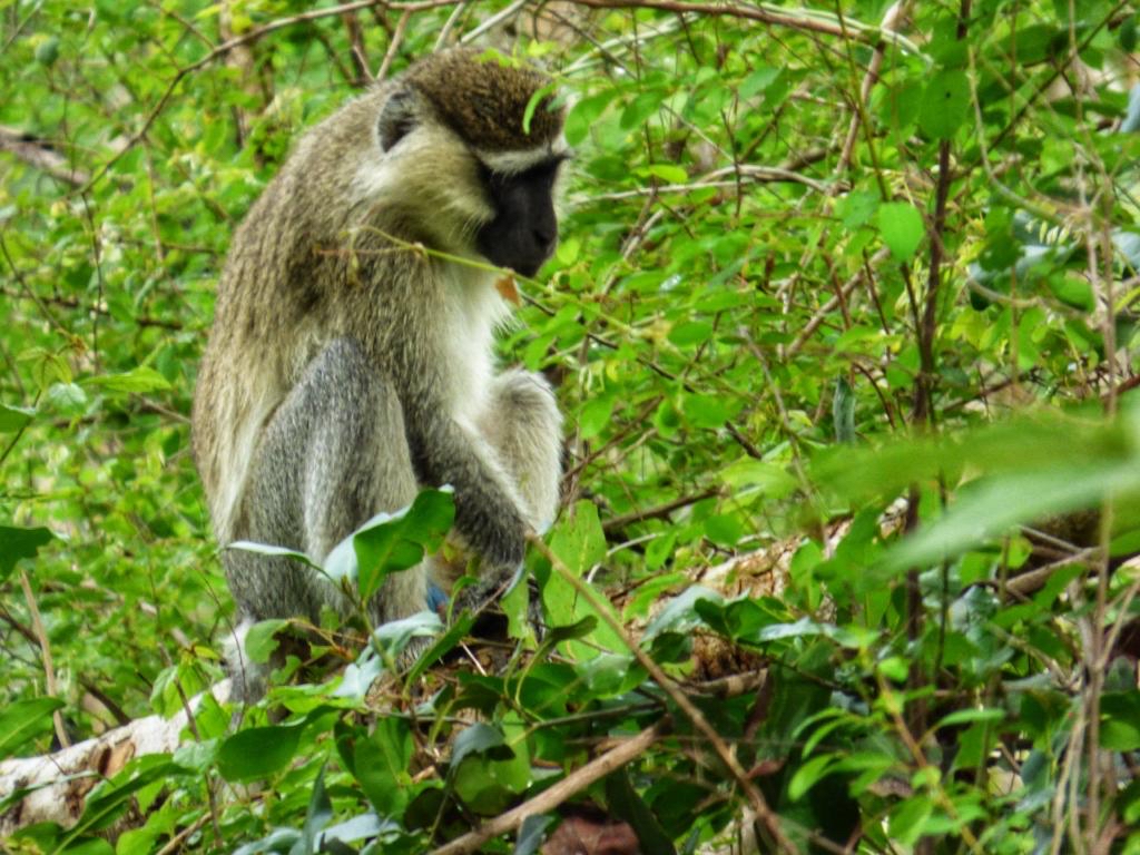 Tantalus Monkey