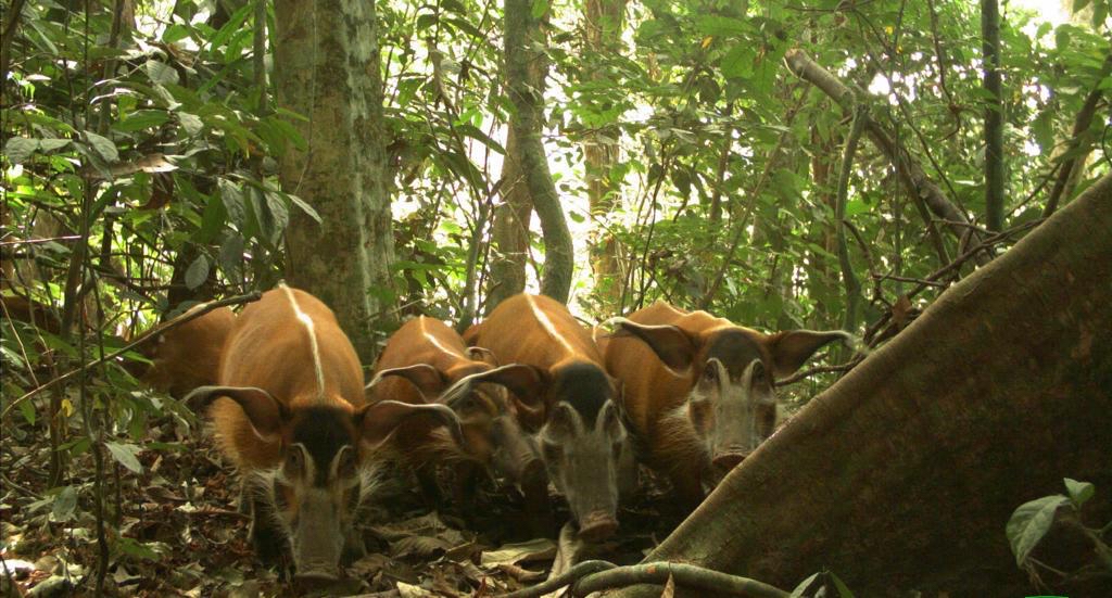 A group of red river hogs