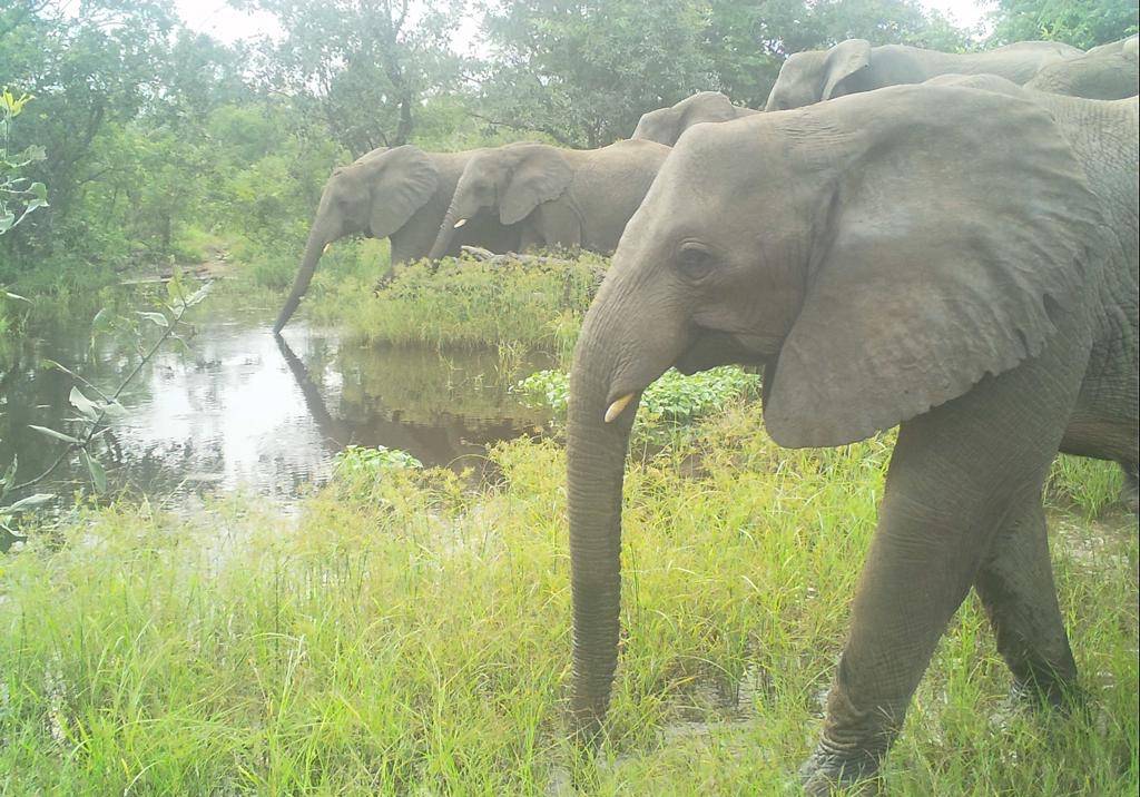A herd of forest elephants (Loxodonta cyclotis) deep in Nigeria’s largest remaining rainforest block which partly lies in the Cross River National Park.