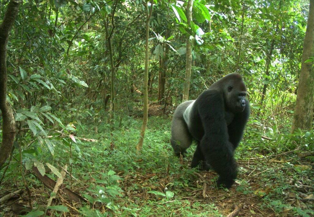 A silver back Cross River gorilla
