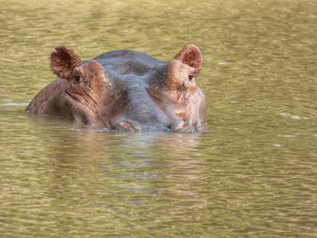 Common Hippopotamus