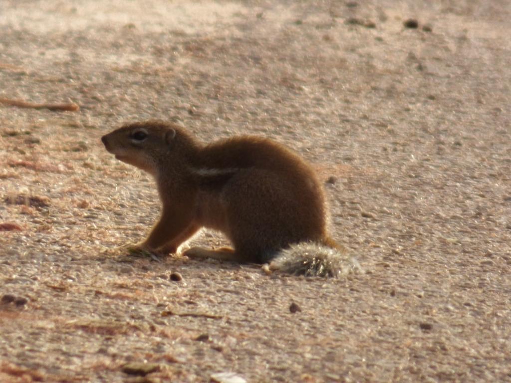 Striped Ground Squirrel