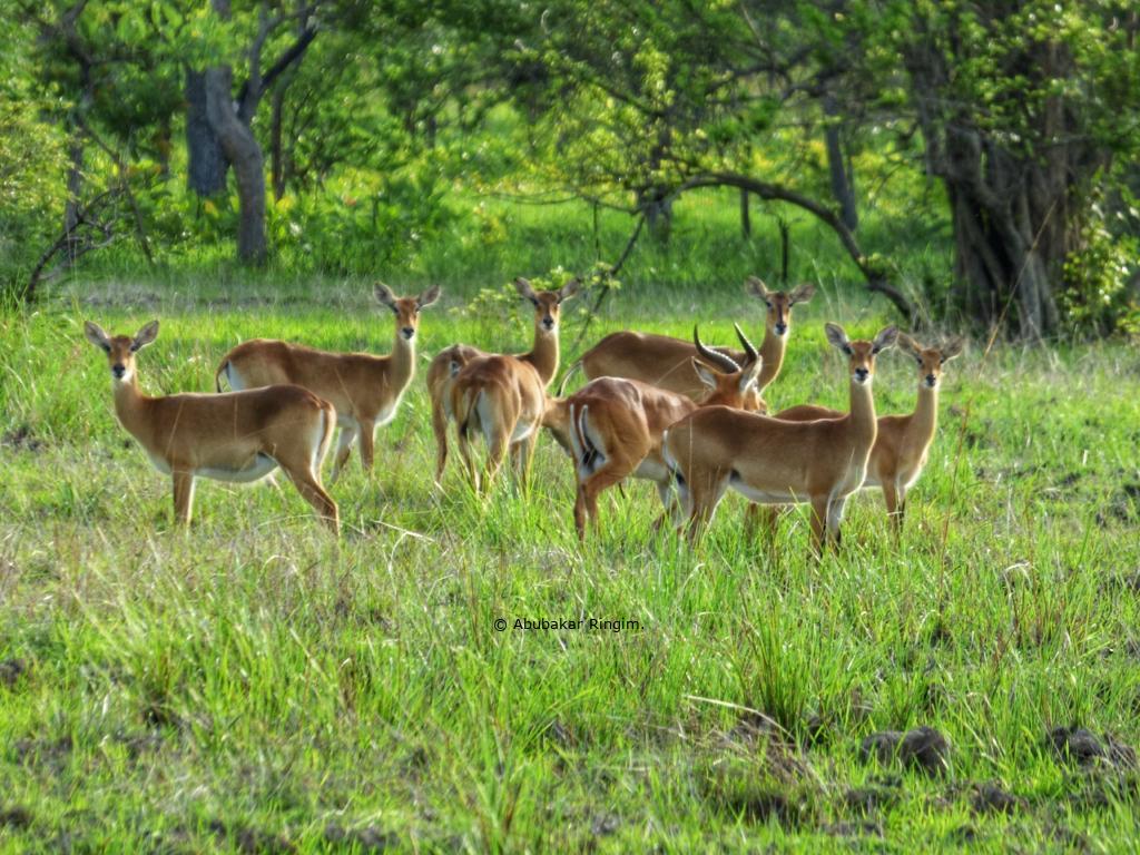 A herd of West African kob (Kobus kob kob) at the Kainji Lake National Park in northwestern Nigeria. Kob are “impala like” in stature – perhaps West Africa’s answer to the impala, and they bear great resemblance to the lechwes of lower central Africa. Photo credit : © Abubakar Ringim.