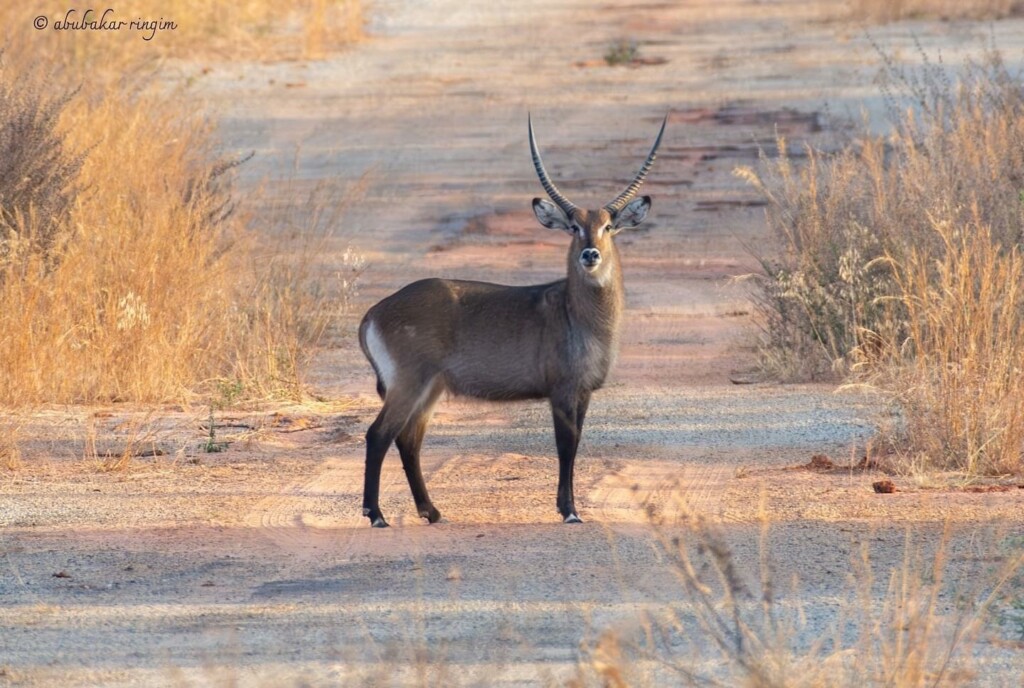 Adult male defassa waterbuck