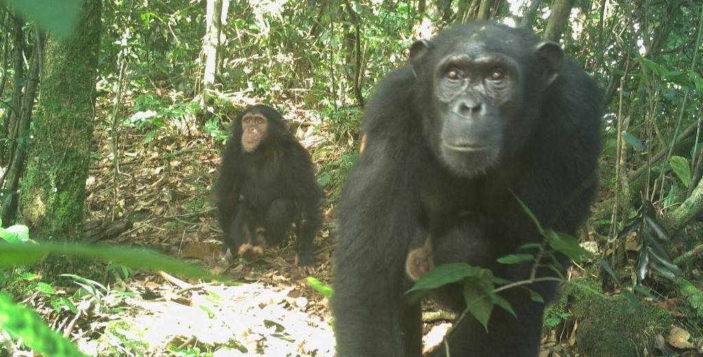 Nigeria-Cameroon chimpanzees