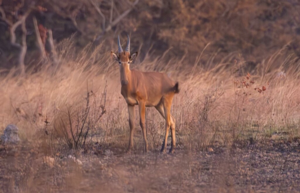 Wild African Hartebeest