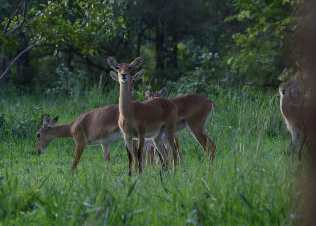 Buffon’s kob (Kobus kob kob) at Kainji Lake National Park (photo credit - Abubakar Ringim).