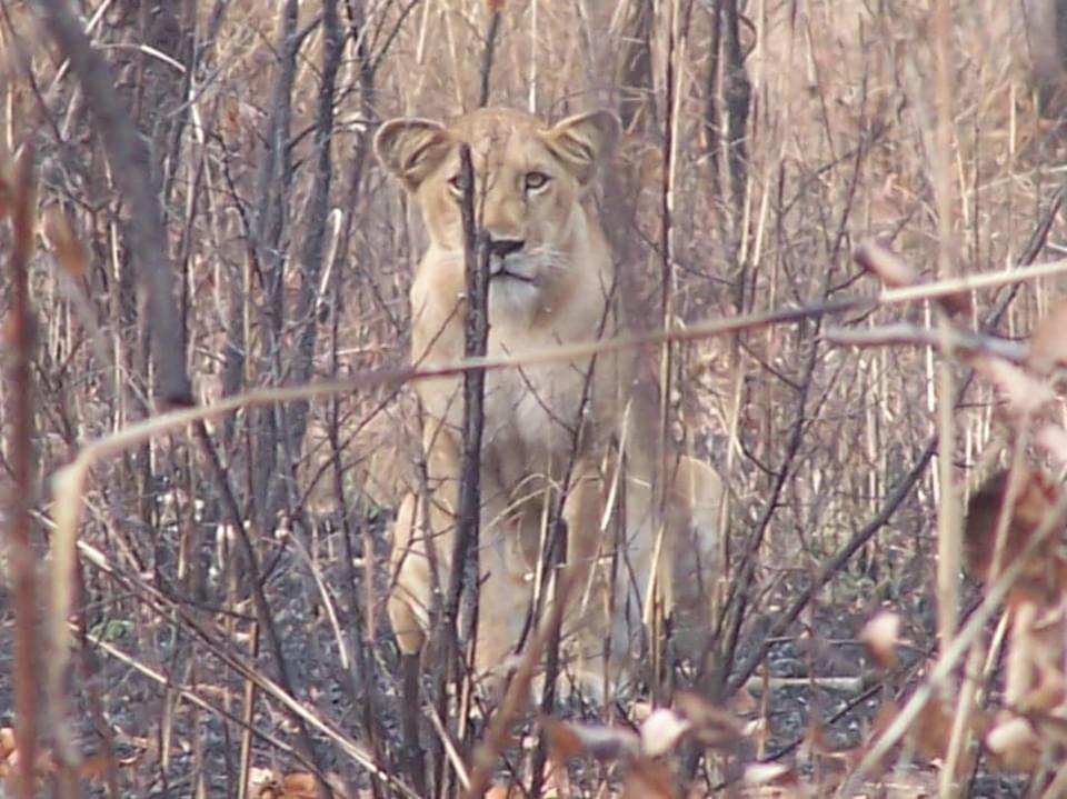 Photo Credit: Nigeria National Park Service