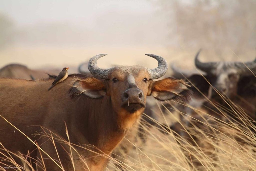 West African savanna buffalo (Syncerus caffer brachyceros)